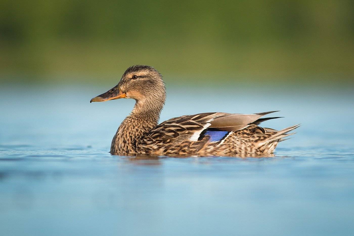 , Вилюнов Дмитрий