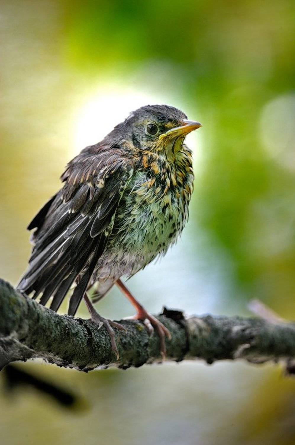 Слеток дрозда, Курочкин Валерий