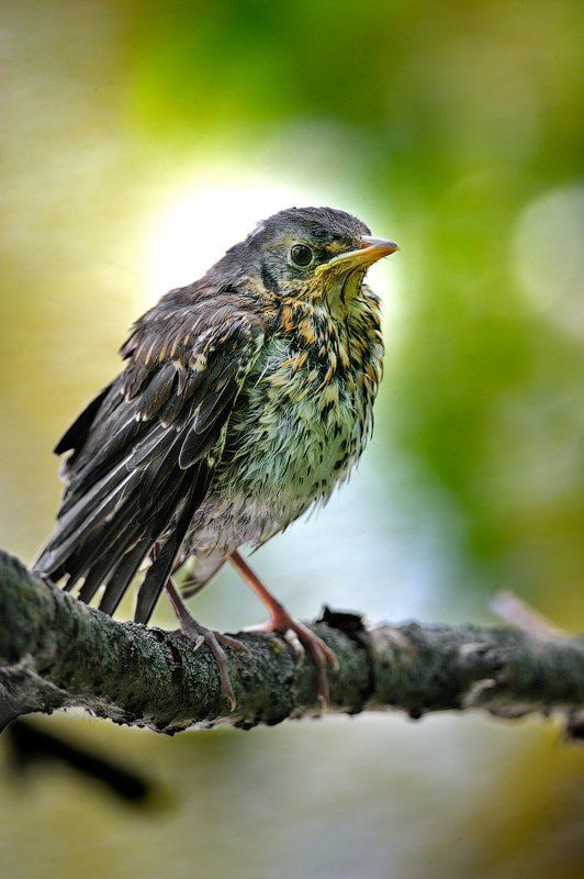 Слеток дрозда Орёлъ фото превью