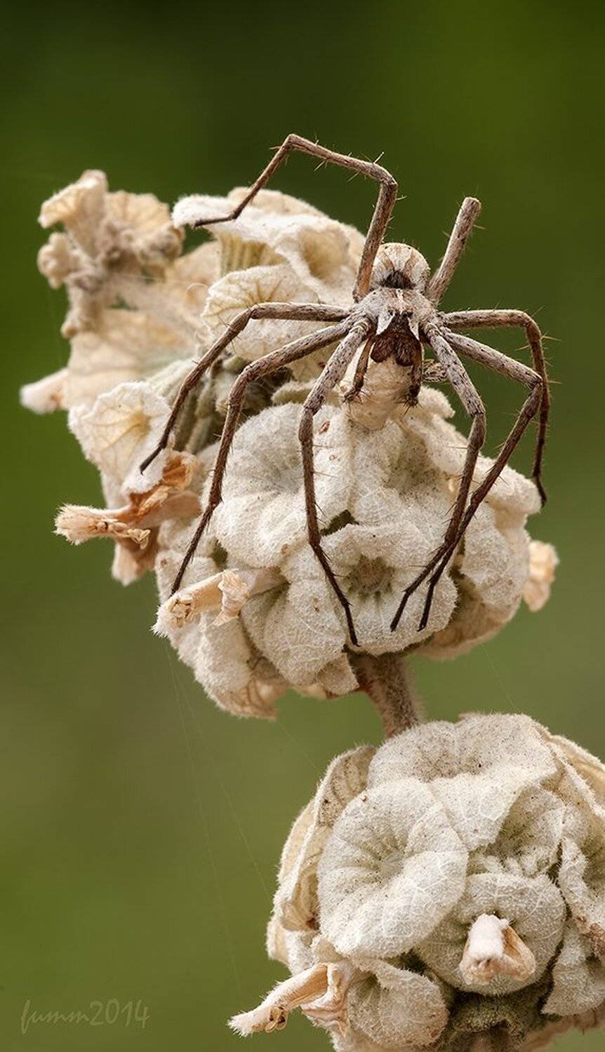 , Игорь ФУММ