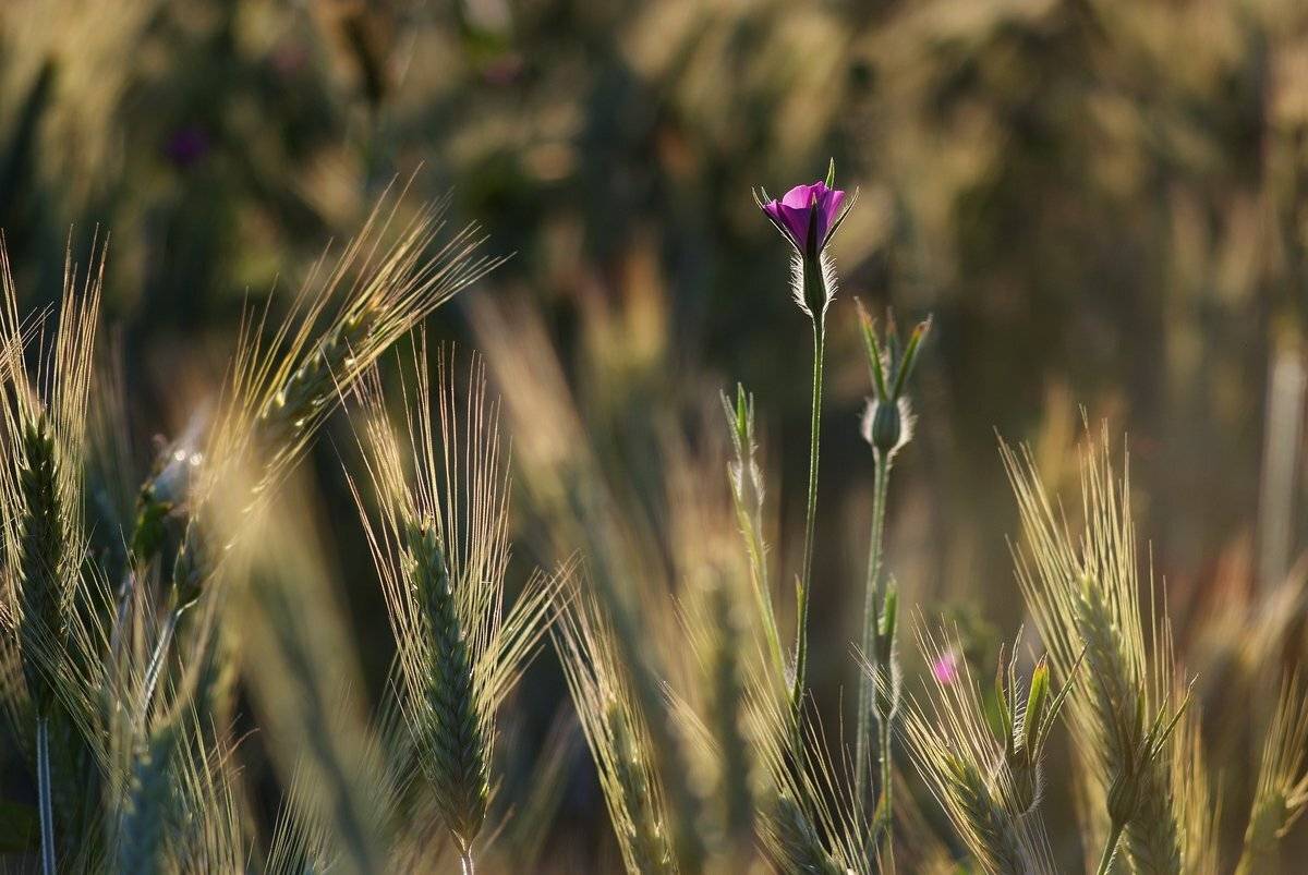 , Николай Шахманцир