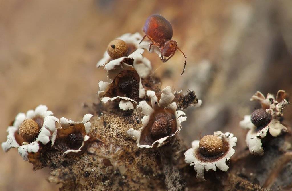 коллембола, миксомицеты, Валерия Зверева