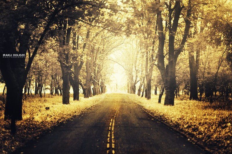 Georgia, Landscape, Light, Outdoor, Road, Trees, Wood, Yellow On my way фото превью