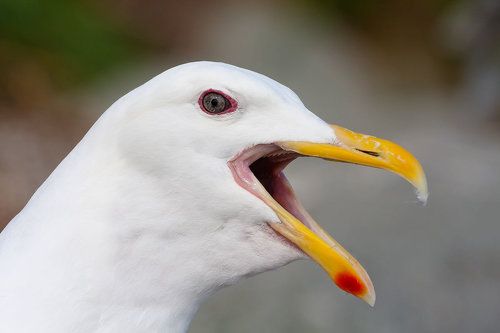 Серокрылая