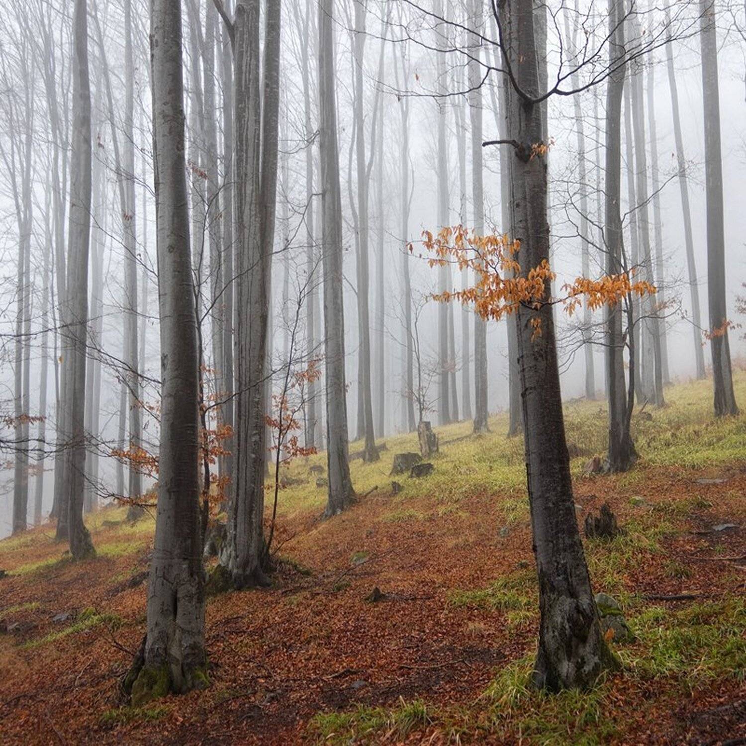 , Ирина Костова