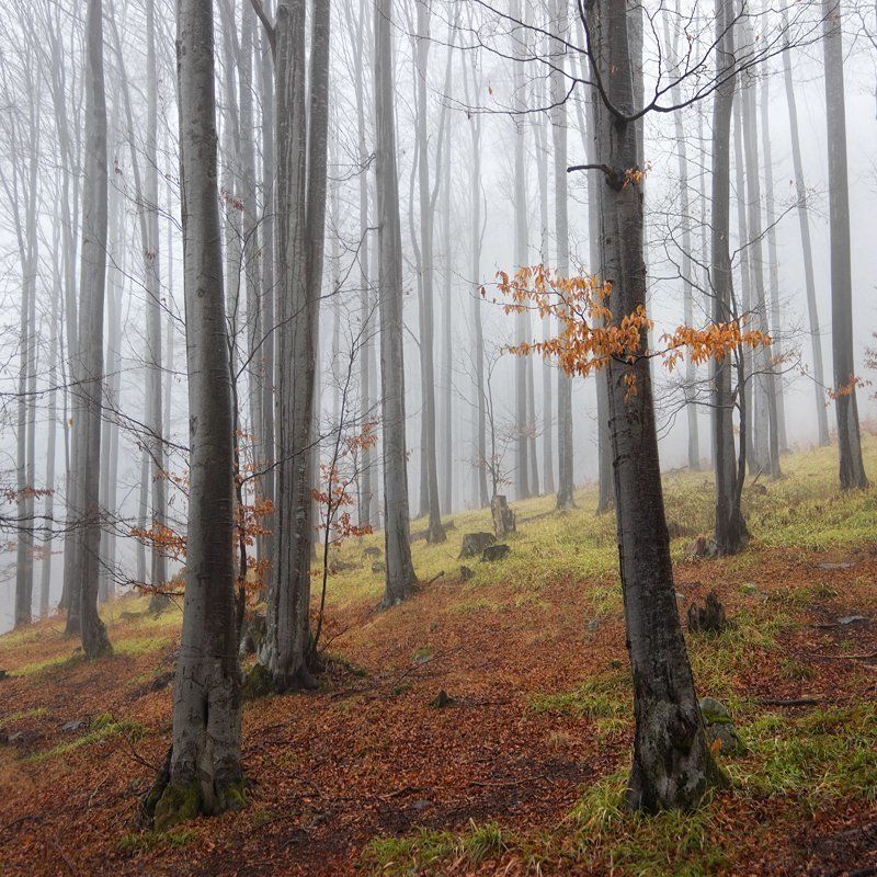 Лесное настроение   ( Forest moods) фото превью