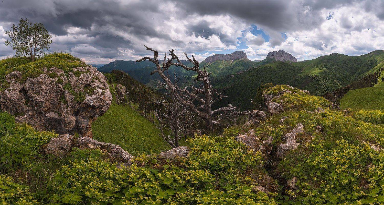 западный, кавказ, ачешбок, лето, июнь, Николай Мысливцев