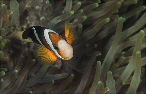 отважный страж