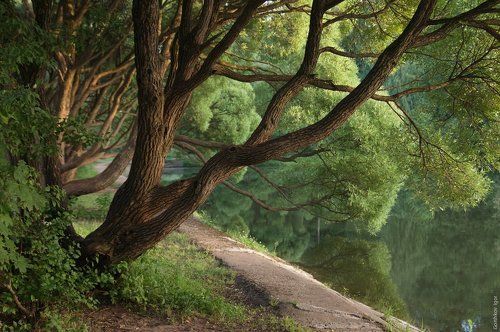 Ивы на пруду