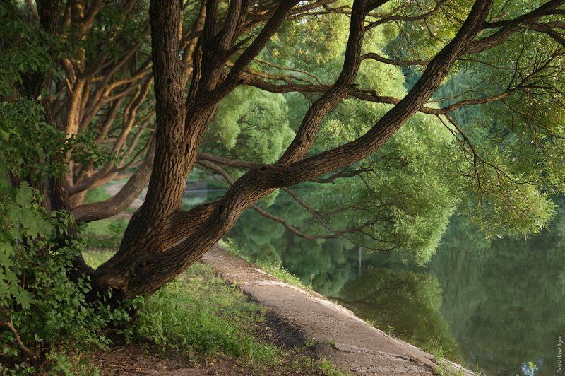 Ветви, Вечер, Вода, Деревья, Закат, Ивы, Измайлово, Измайловский, Июнь, Лето, Листя, Москва, Отражения, Парк, Пруд Ивы на пруду фото превью