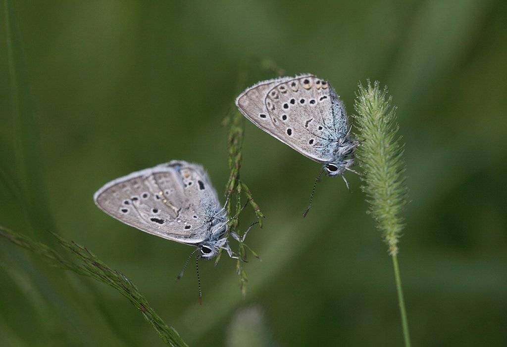 , Сергей Таланов