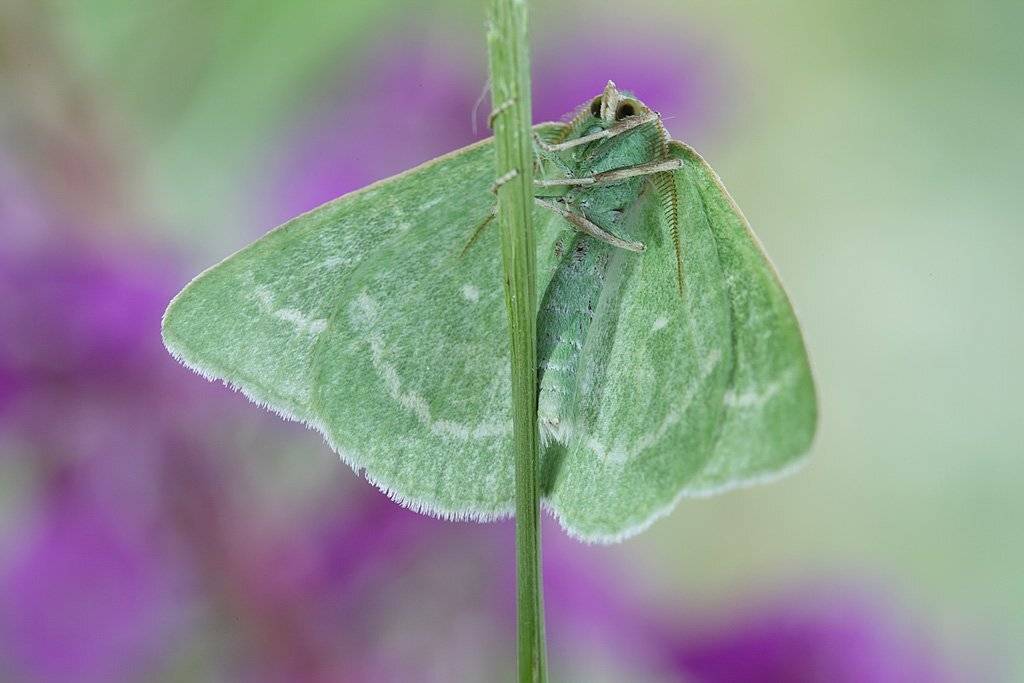 , Сергей Таланов