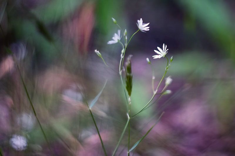 . фото превью
