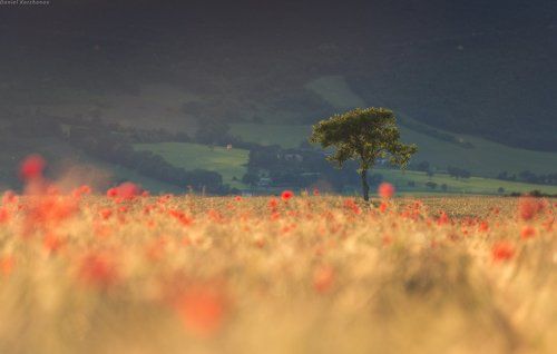 Красные маки