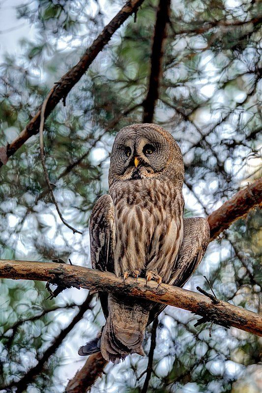 Бородатая неясыть фото превью