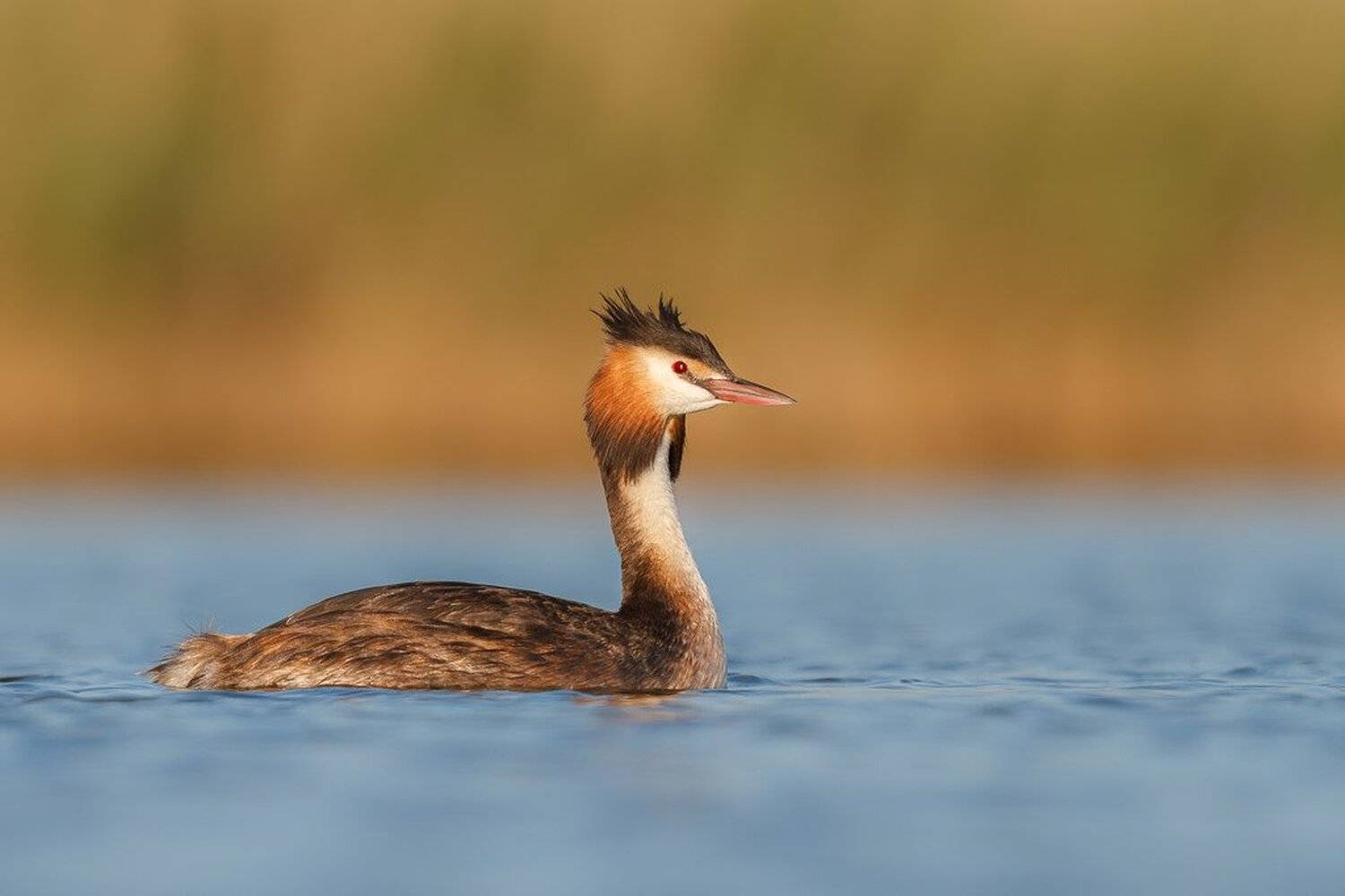 , Marcin Kaczmarkiewicz