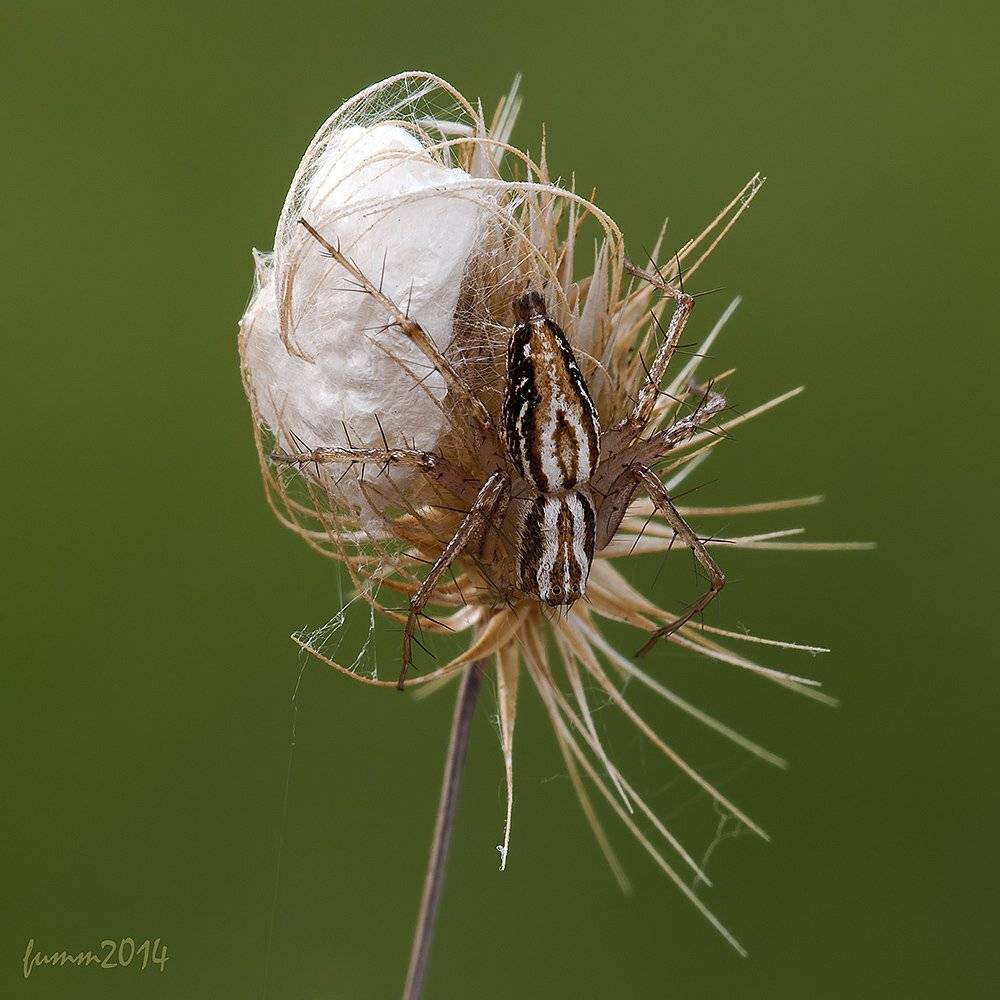 , Игорь ФУММ