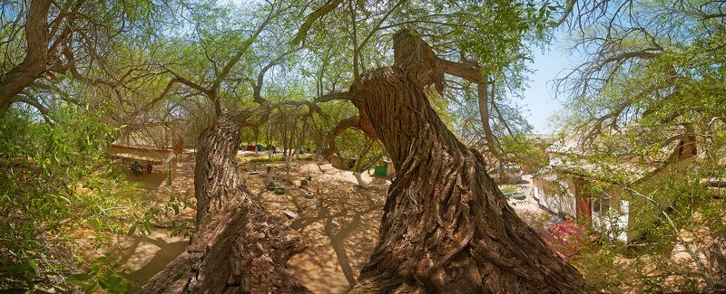 Алтын-Эмель, Ива, Казахстан 700-летняя Ива фото превью