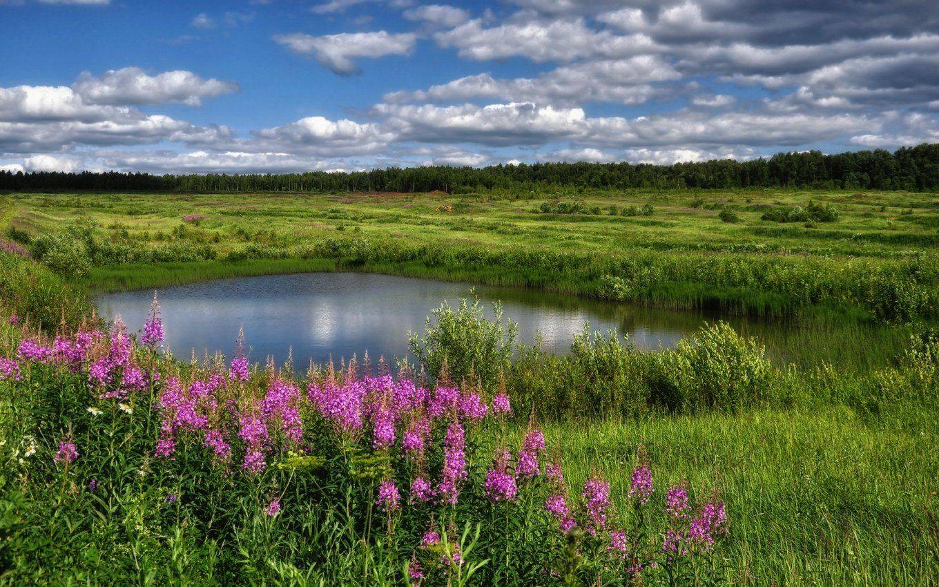 июнь, подмосковье, иван-чай, Александр Круль