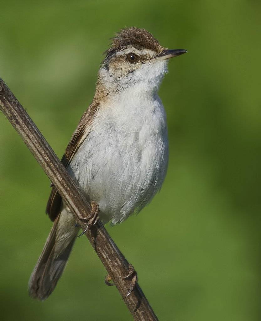 , Ляпустин Юра