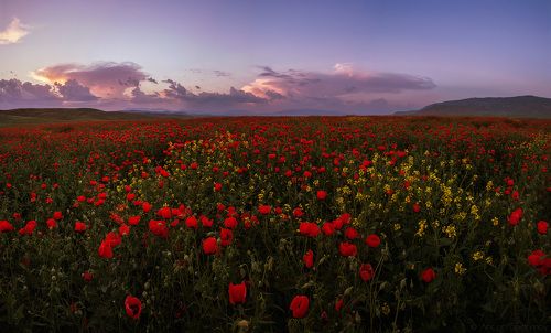 Маки послезакатные