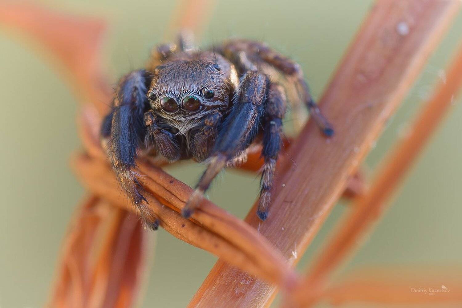 , Кузнецов Дмитрий