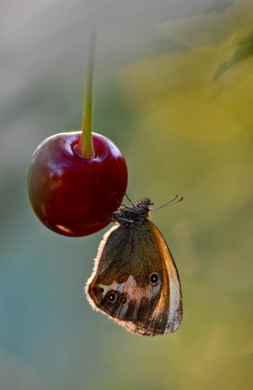 Сладкая вишенка фото превью