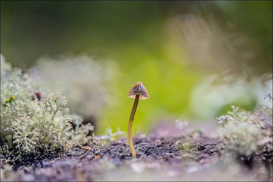 , Бурлов Андрей