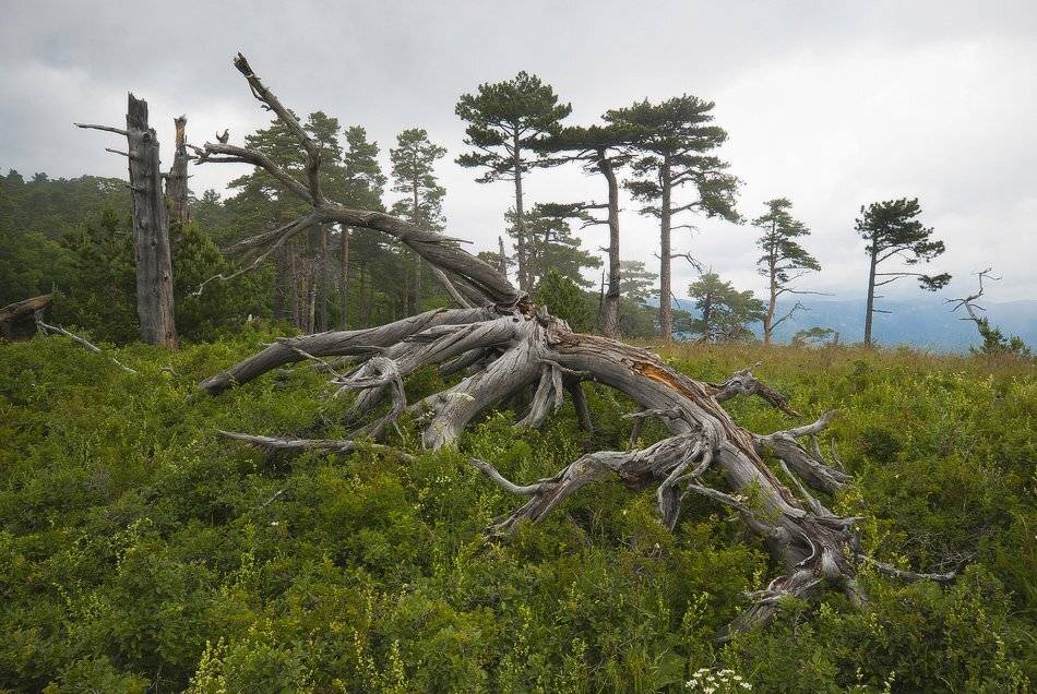 , Саша  Вайсберг / Waldschnepfe /