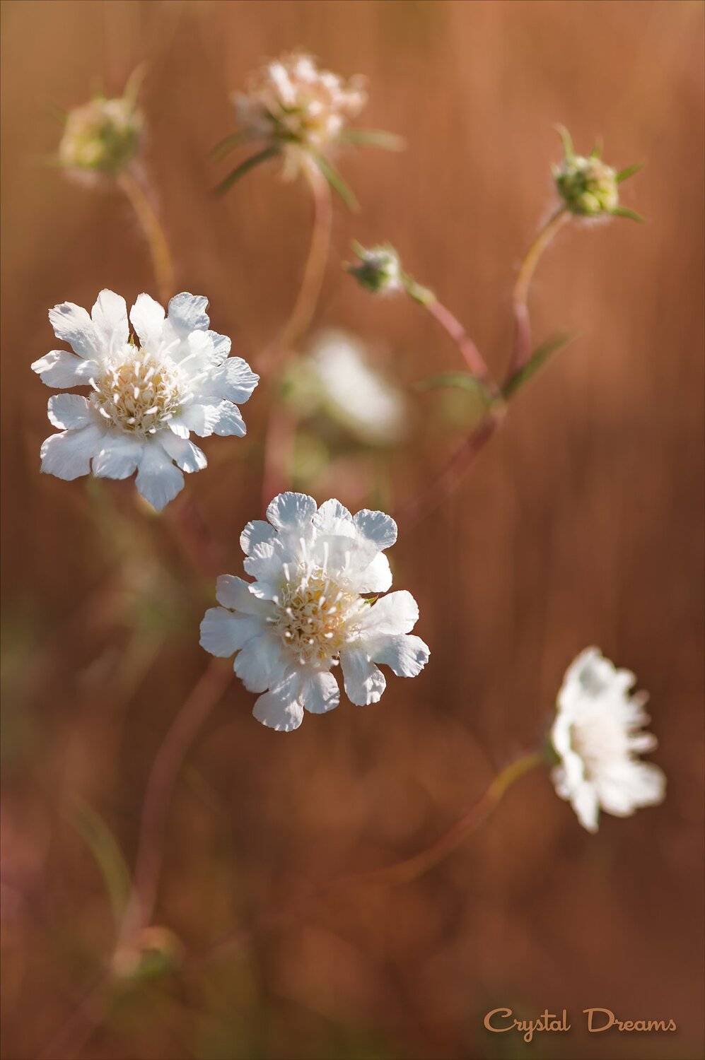 , Татьяна Крылова