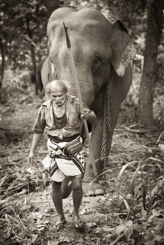 слон и его \