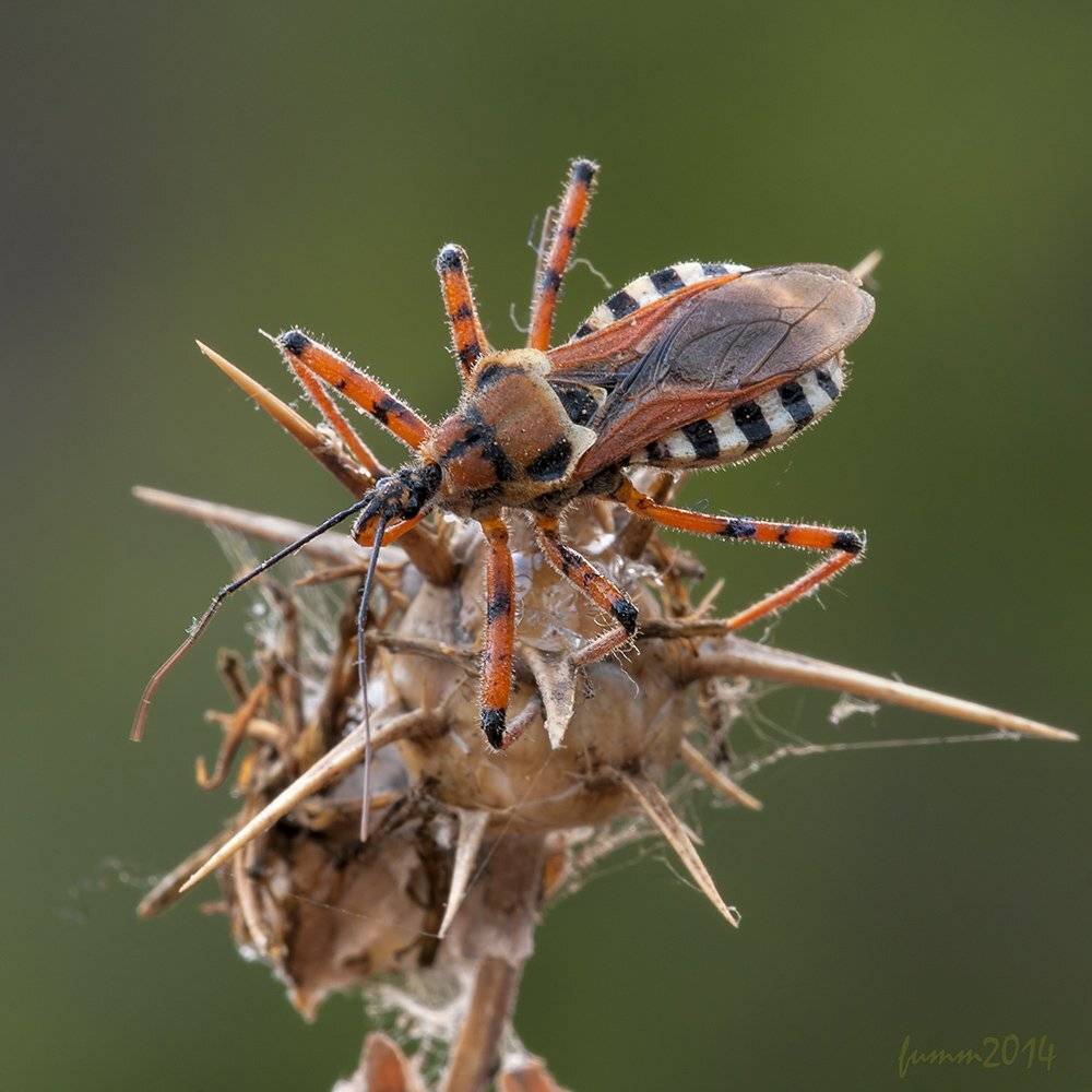 , Игорь ФУММ