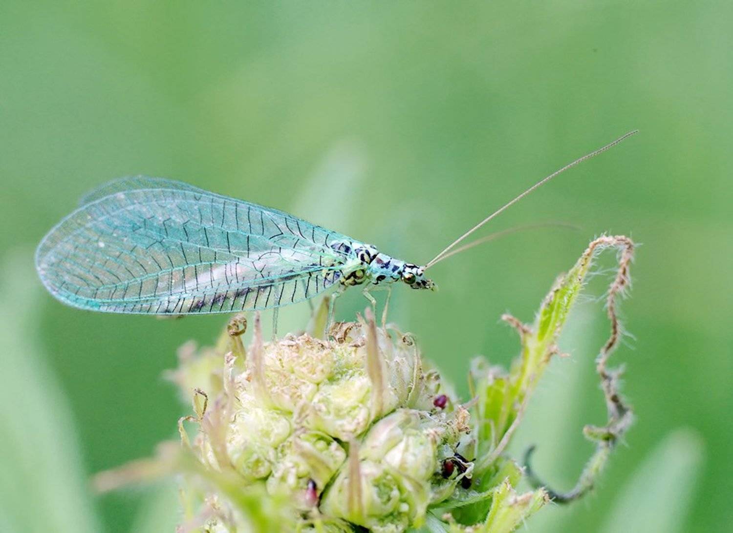 close-up, leica macro-elmarit 60/2.8, macro, макро, насекомое, обыкновенная златоглазка, Alexey Gnilenkov