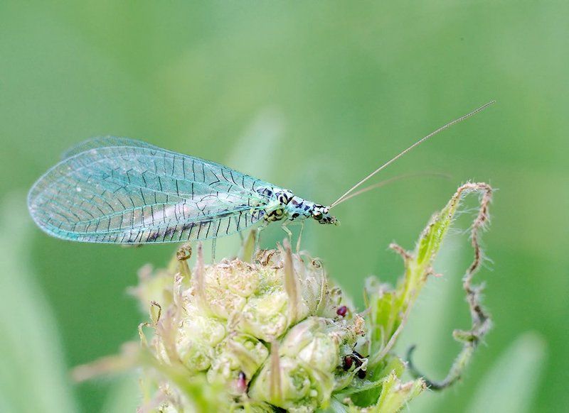 close-up, leica macro-elmarit 60/2.8, macro, макро, насекомое, обыкновенная златоглазка *** фото превью