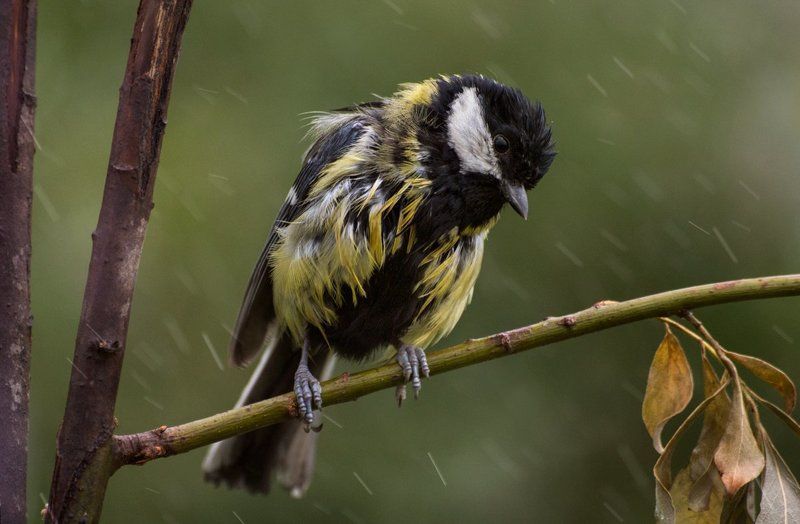 Под дождём фото превью