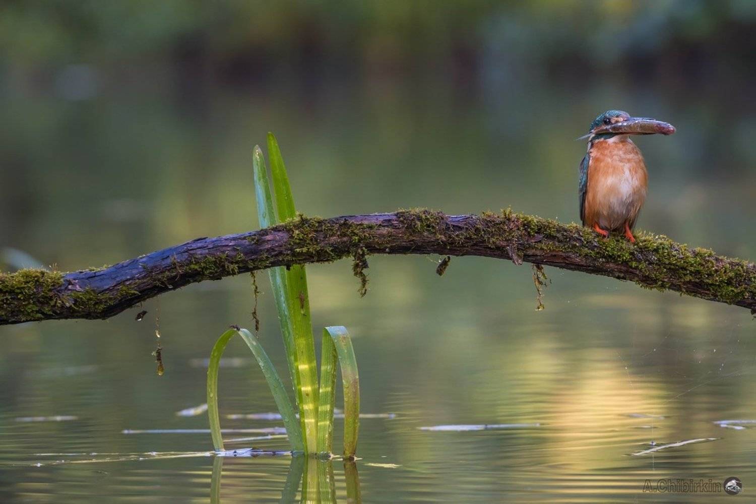 Ветка, Зимородок, Зимородок ловит рыбу, Зимородок с рыбкой, Портрет зимородка, Река, Рыбка, Саров, Трава, Фотограф, Фотоохота, Александр Чибиркин