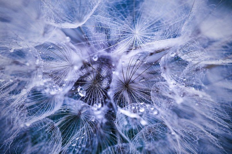 net фото превью