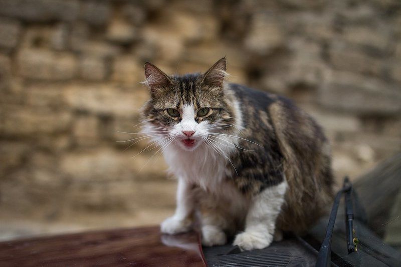 Одесские коты)) фото превью