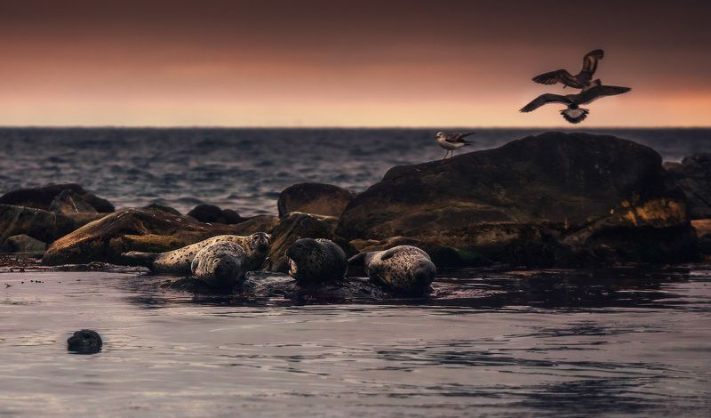 *** фото превью