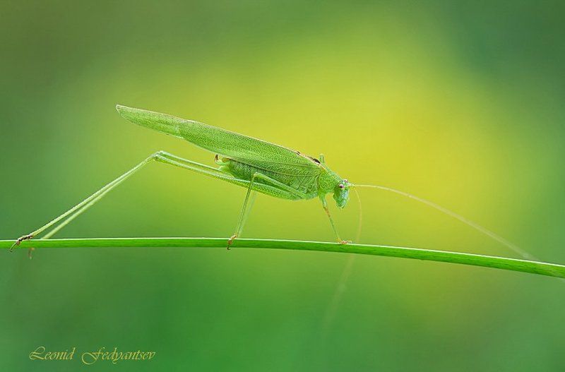 The Blade Runner фото превью