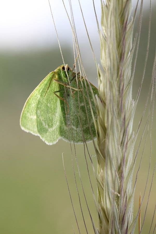 , Сергей Таланов