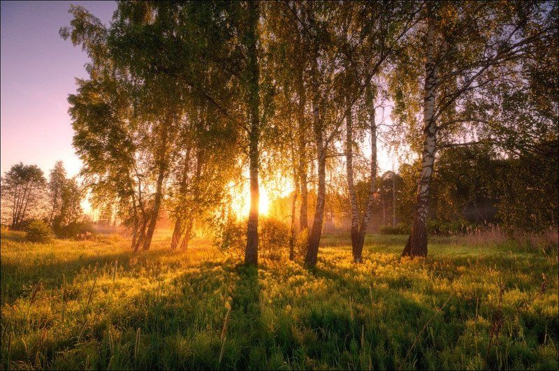 Березы, Деревья, Подмосковье, Рассвет, Солнце Утреннее сияние фото превью