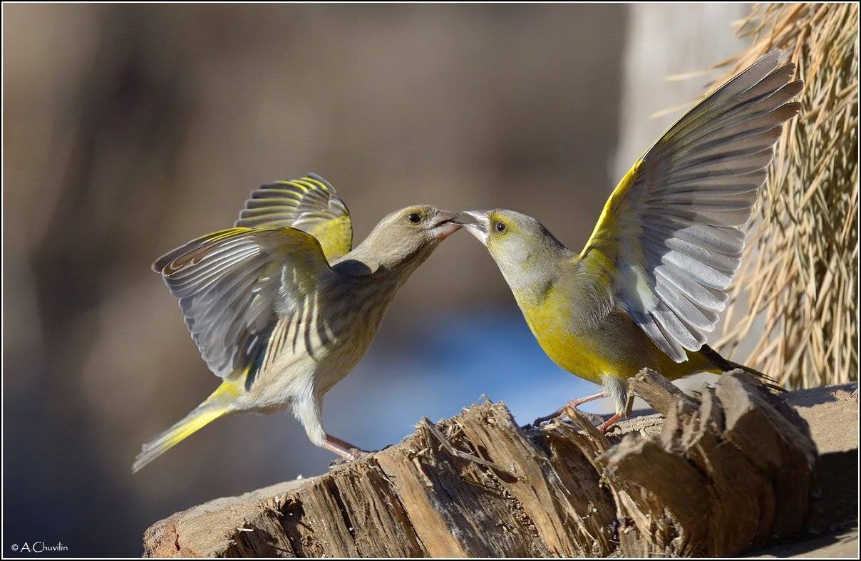 птицы,зеленушки,весна,поцелуй, Александр Чувилин