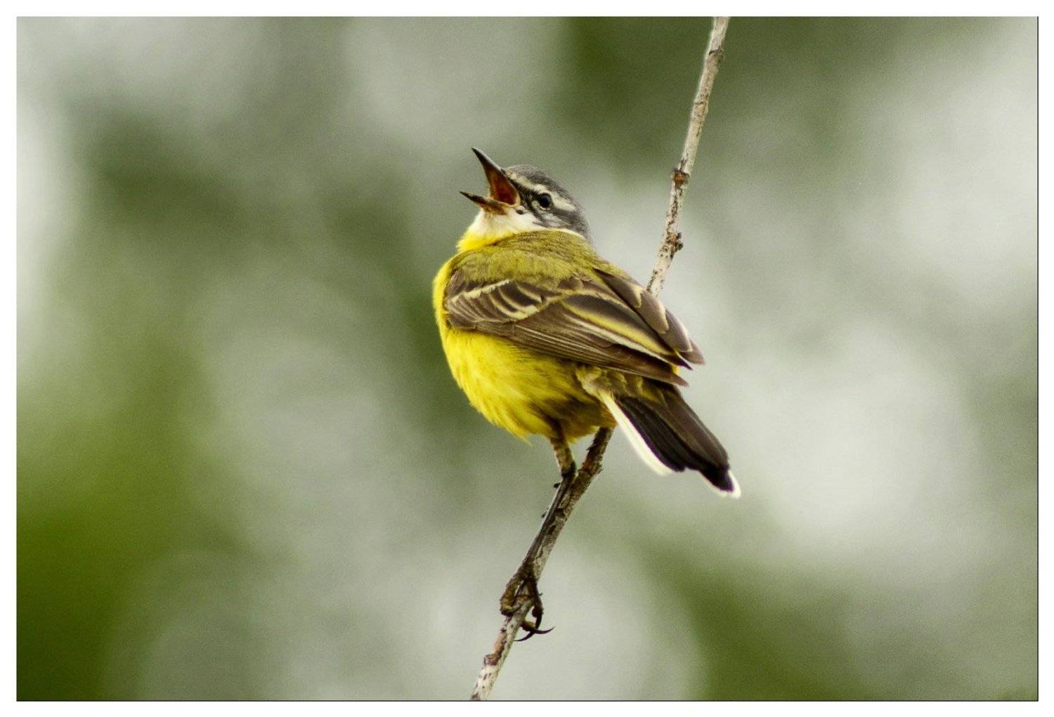 , Денис Воронин