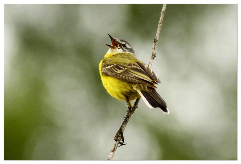 Ураа.... фото превью