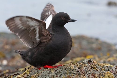 Немного о чистиках