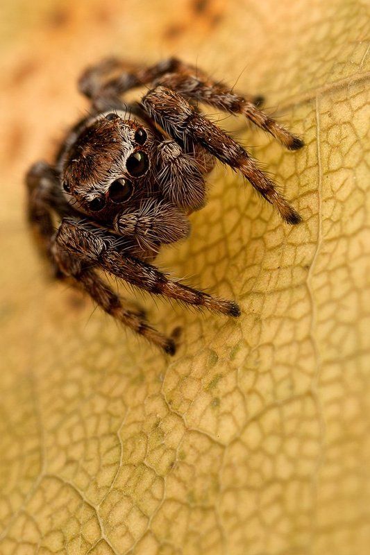 Фотосессия на кленовoм листе фото превью