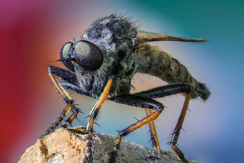 Asilidae фото превью