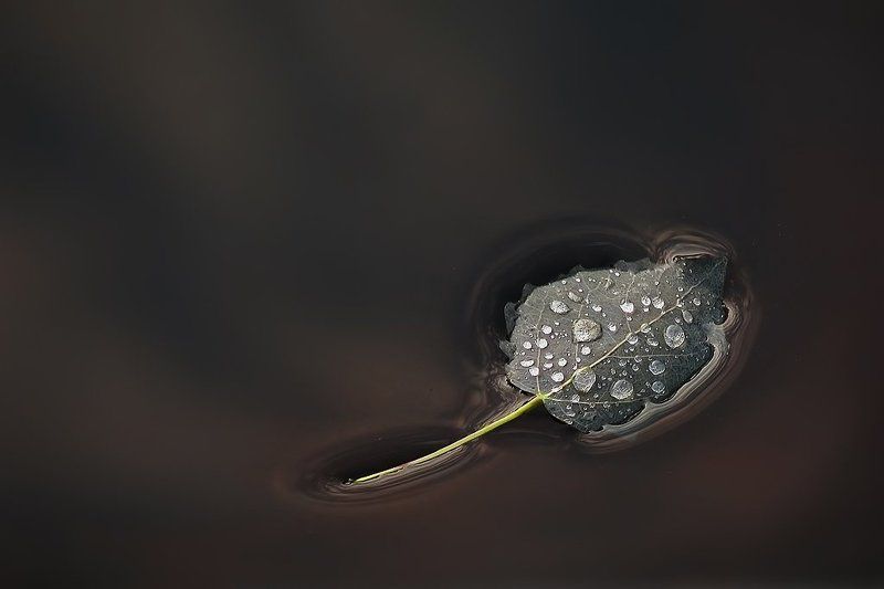 Осени вестник фото превью