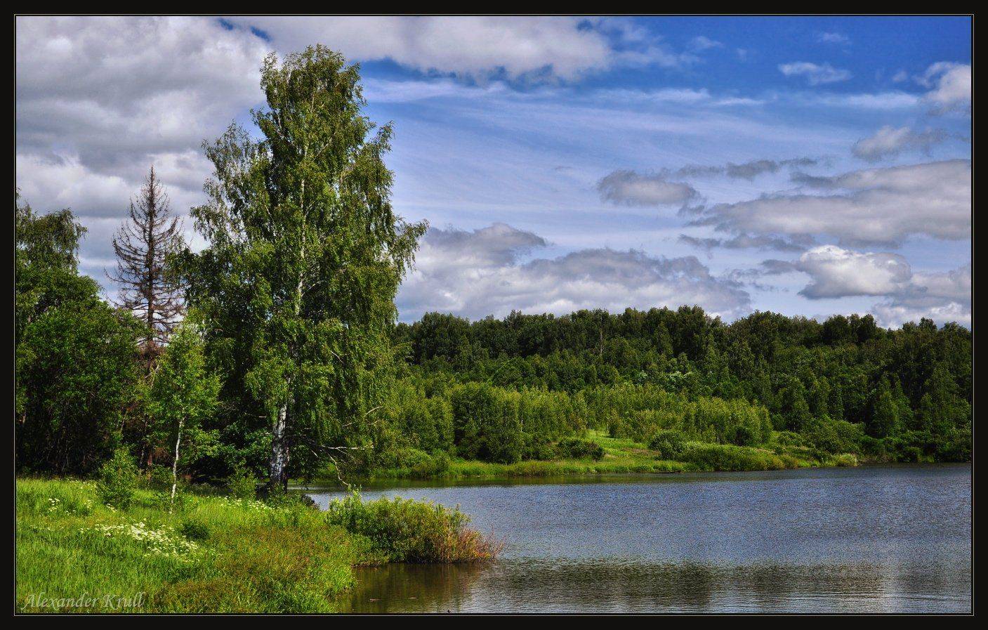 июнь, берёза, озеро, Александр Круль